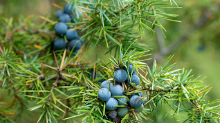 ingredients gluco cleanse tea juniper